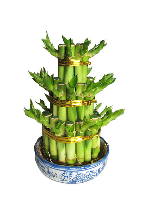 Tower Bamboo